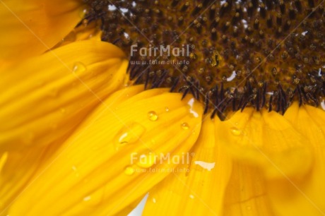 Fair Trade Photo Closeup, Colour image, Flower, Horizontal, Peru, South America, Sunflower, Waterdrop, Yellow