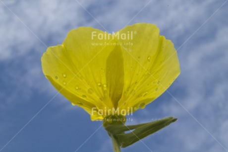 Fair Trade Photo Blue, Colour image, Flower, Horizontal, Low angle view, Peru, Seasons, Sky, South America, Summer, Yellow