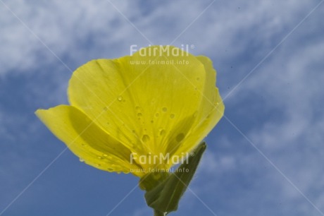 Fair Trade Photo Blue, Colour image, Flower, Horizontal, Low angle view, Peru, Seasons, Sky, South America, Summer, Yellow