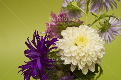 Fair Trade Photo Closeup, Colour image, Flower, Green, Horizontal, Indoor, Peru, Purple, South America, Studio, White