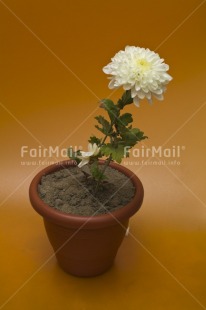 Fair Trade Photo Closeup, Colour image, Flower, Food and alimentation, Fruits, Indoor, Orange, Peru, South America, Studio, Vertical, White