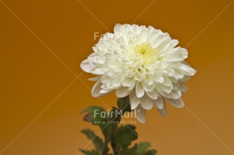 Fair Trade Photo Closeup, Colour image, Flower, Food and alimentation, Fruits, Horizontal, Indoor, Orange, Peru, South America, Studio, White