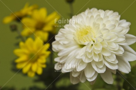 Fair Trade Photo Closeup, Colour image, Flower, Horizontal, Indoor, Peru, South America, Studio, White, Yellow