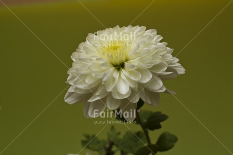 Fair Trade Photo Closeup, Colour image, Flower, Green, Horizontal, Indoor, Low angle view, Peru, South America, Studio, White