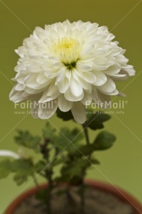 Fair Trade Photo Closeup, Colour image, Flower, Green, Indoor, Low angle view, Peru, South America, Studio, Vertical, White