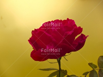 Fair Trade Photo Closeup, Colour image, Flower, Horizontal, Love, Marriage, Peru, Red, Rose, South America, Studio, Valentines day