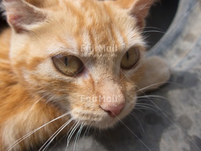 Fair Trade Photo Animals, Cat, Closeup, Food and alimentation, Fruits, Horizontal, Orange, Peru, South America