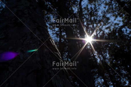 Fair Trade Photo Condolence-Sympathy, Day, Europe, Forest, Horizontal, Light, Nature, Outdoor, Religion, Spirituality, Star, Tree