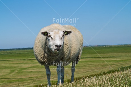 Fair Trade Photo Activity, Agriculture, Animals, Cute, Day, Funny, Green, Horizontal, Looking at camera, Netherlands, Outdoor, Peru, Sheep, Sky, South America
