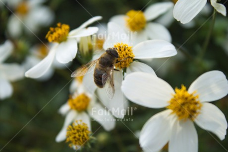 Fair Trade Photo Animals, Bee, Day, Environment, Flower, Horizontal, Nature, Outdoor, Peru, South America, Sustainability, White, Yellow