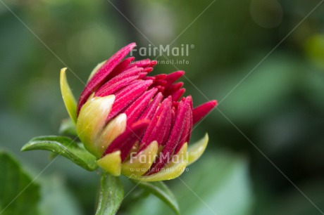 Fair Trade Photo Closeup, Flower, Green, Horizontal, Nature, Peru, Red, South America