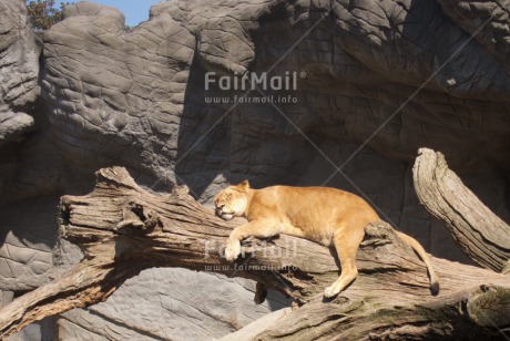 Fair Trade Photo Activity, Animals, Day, Funny, Horizontal, Lion, Outdoor, Peru, Relax, Sleeping, South America, Wildlife