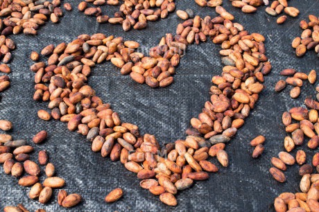 Fair Trade Photo Activity, Agriculture, Coffee, Colour image, Day, Drying, Food and alimentation, Heart, Horizontal, Outdoor, Peru, Rural, South America, Valentines day