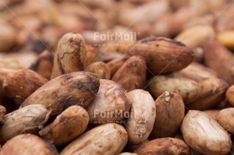 Fair Trade Photo Activity, Agriculture, Cacao, Chocolate, Closeup, Day, Drying, Food and alimentation, Harvest, Horizontal, Outdoor, Peru, South America