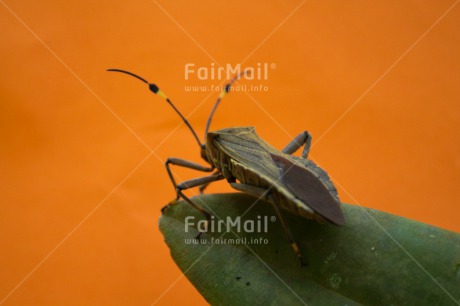 Fair Trade Photo Animals, Closeup, Food and alimentation, Fruits, Green, Horizontal, Insect, Leaf, Nature, Orange, Peru, South America, Wildlife