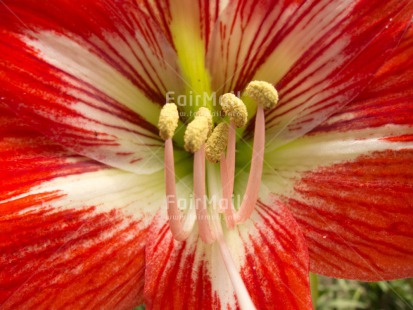 Fair Trade Photo Closeup, Day, Flower, Horizontal, Nature, Outdoor, Peru, Red, Seasons, South America, Summer, White, Yellow