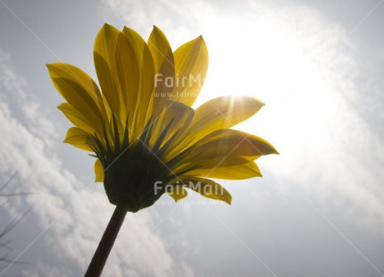 Fair Trade Photo Backlit, Clouds, Condolence-Sympathy, Evening, Flower, Horizontal, Light, Low angle view, Outdoor, Peru, Sky, South America, Yellow