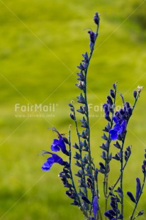 Fair Trade Photo Closeup, Colour image, Flower, Green, Nature, Peru, Purple, South America, Vertical
