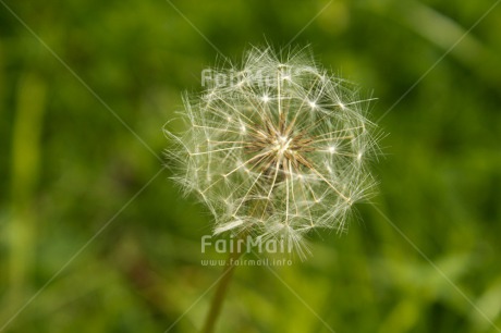 Fair Trade Photo Closeup, Colour image, Day, Flower, Good luck, Horizontal, Nature, Outdoor, Peru, South America, Thinking of you