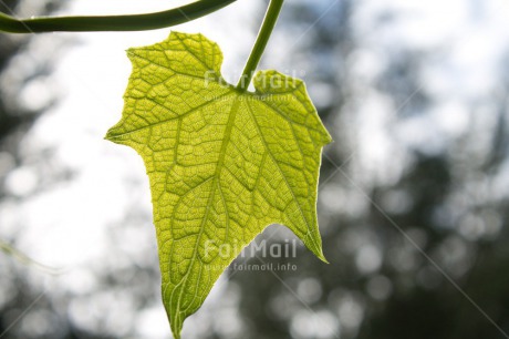 Fair Trade Photo Closeup, Colour image, Condolence-Sympathy, Green, Horizontal, Leaf, Light, Nature, Peru, South America, Tree