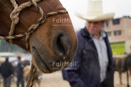 Fair Trade Photo Agriculture, Animals, Closeup, Colour image, Day, Farmer, Horizontal, Horse, Latin, Market, Outdoor, Peru, South America