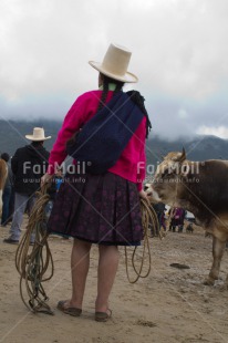 Fair Trade Photo Activity, Agriculture, Animals, Clothing, Cow, Day, Ethnic-folklore, Farmer, Latin, Looking away, Market, One woman, Outdoor, People, Peru, Rope, Sombrero, South America, Traditional clothing, Vertical