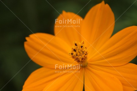 Fair Trade Photo Closeup, Colour image, Flower, Food and alimentation, Fruits, Horizontal, Mothers day, Orange, Peru, South America