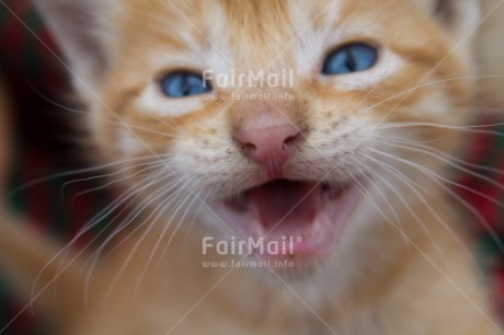 Fair Trade Photo Activity, Animals, Cat, Closeup, Colour image, Cute, Horizontal, Kitten, Looking at camera, Peru, South America