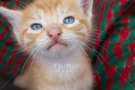 Fair Trade Photo Activity, Animals, Cat, Christmas, Closeup, Colour image, Cute, Horizontal, Kitten, Looking at camera, Peru, South America