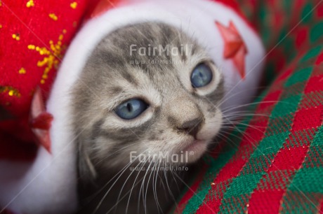 Fair Trade Photo Activity, Animals, Cat, Christmas, Closeup, Colour image, Cute, Horizontal, Kitten, Looking at camera, Peru, South America