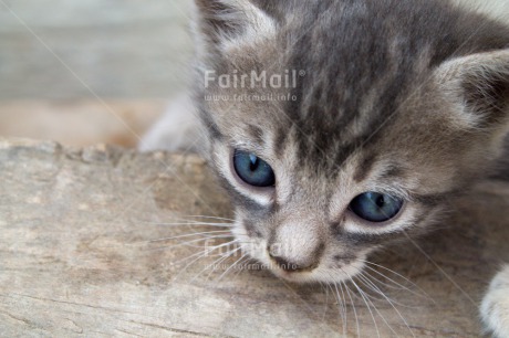 Fair Trade Photo Activity, Animals, Cat, Closeup, Colour image, Cute, Horizontal, Looking away, Peru, South America