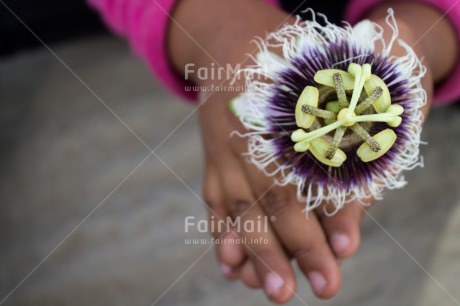 Fair Trade Photo Activity, Closeup, Colour image, Flower, Giving, Horizontal, One girl, People, Peru, South America