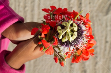 Fair Trade Photo Activity, Closeup, Colour image, Flower, Giving, Horizontal, One girl, People, Peru, South America