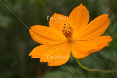 Fair Trade Photo Closeup, Colour image, Flower, Food and alimentation, Fruits, Horizontal, Mothers day, Orange, Peru, South America