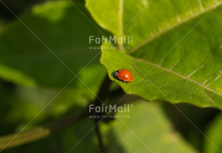 Fair Trade Photo Animals, Closeup, Colour image, Good luck, Green, Horizontal, Insect, Ladybug, Leaf, Nature, Peru, Red, South America